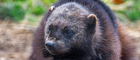 Wolverine