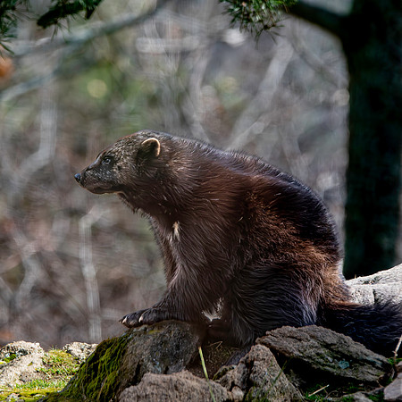 Wolverine