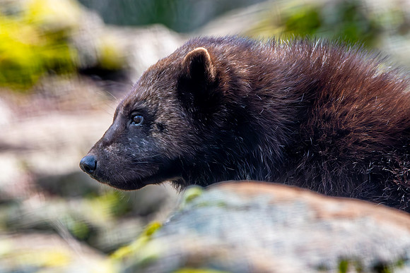 Wolverine