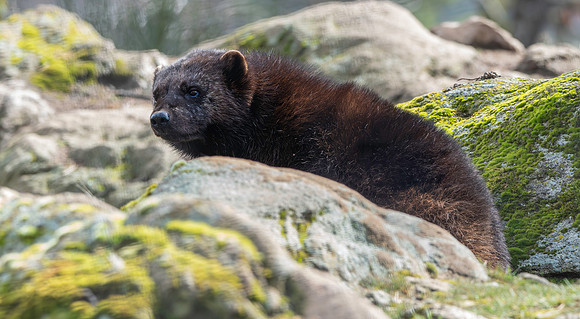 Wolverine