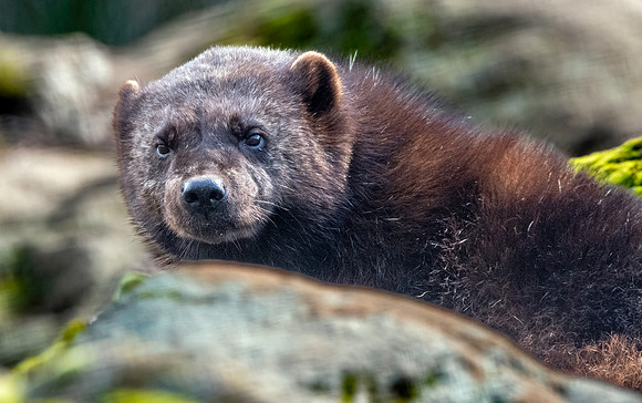 Wolverine