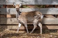 Yezo sika deer