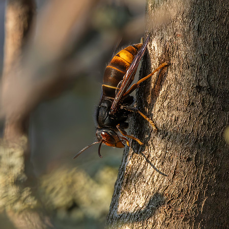 Asian hornet