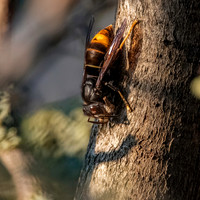 Asian hornet