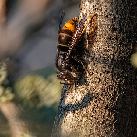 Asian hornet