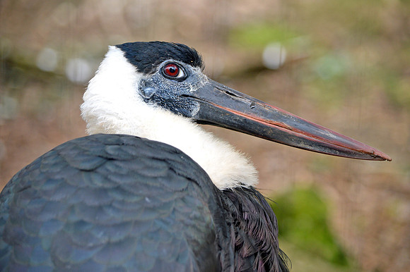 Woolly necked stork