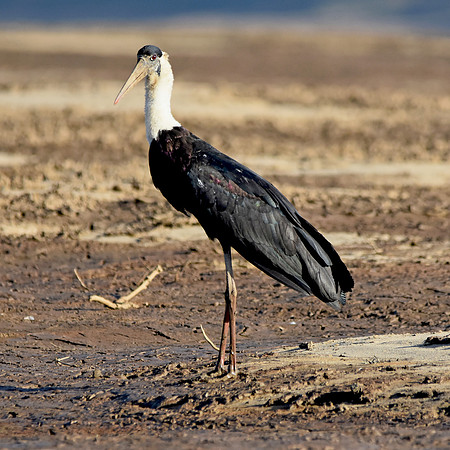 Woolly necked stork