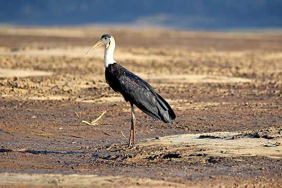 Woolly necked stork