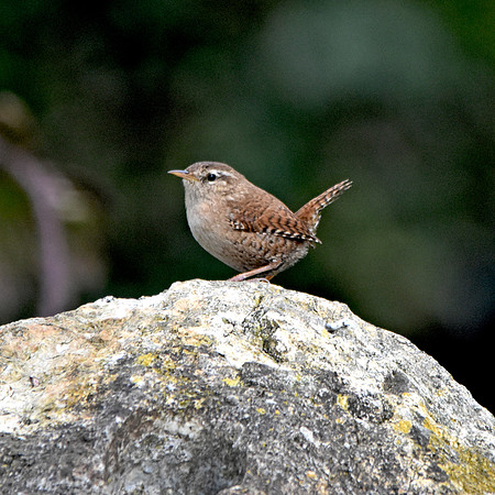 Eurasian wren