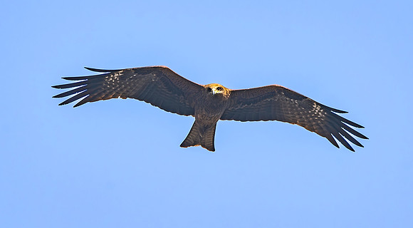 Black kite (Eastern – black eared)