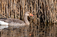 Greylag goose