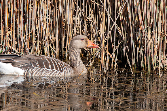Greylag goose