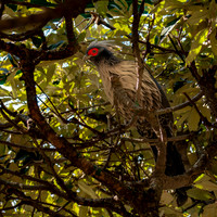 Kalij pheasant, male