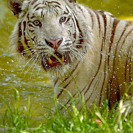White tiger