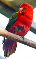 Yellow backed chattering lory