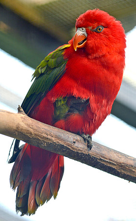 Yellow backed chattering lory