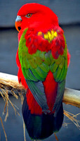 Yellow backed chattering lory