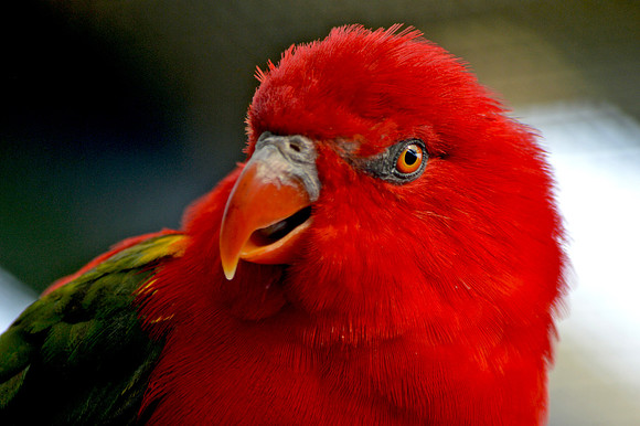 Yellow backed chattering lory