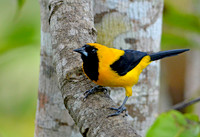 Yellow backed oriole