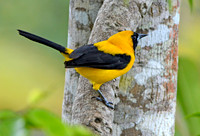 Yellow backed oriole