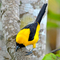 Yellow backed oriole