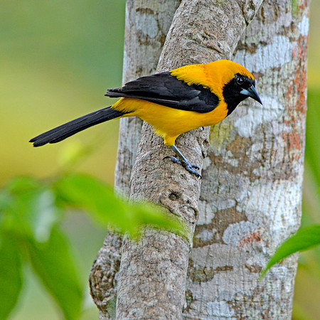 Yellow backed oriole