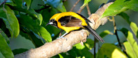 Yellow backed oriole