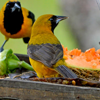 Yellow backed oriole, juvenile