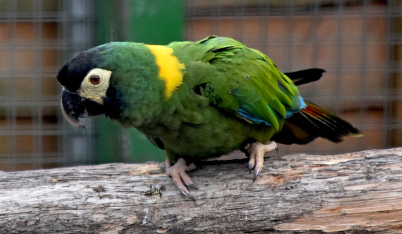 Yellow collared macaw