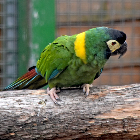Yellow collared macaw