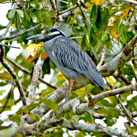 Yellow crowned night heron