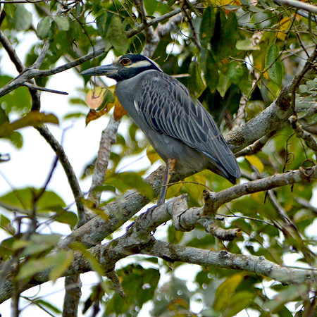 Yellow crowned night heron