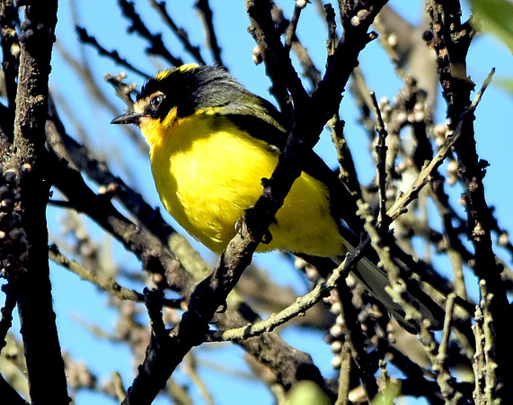 Yellow crowned whitestart