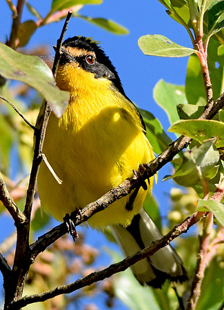 Yellow crowned whitestart