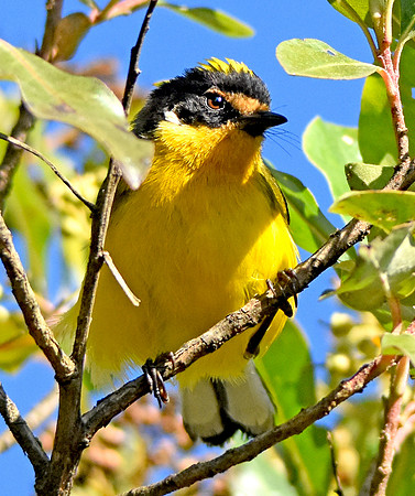 Yellow crowned whitestart
