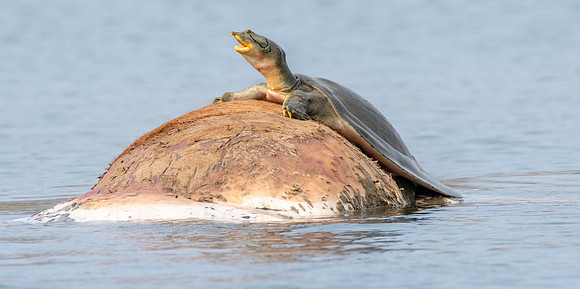 Indian softshell turtle
