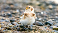 Snow bunting