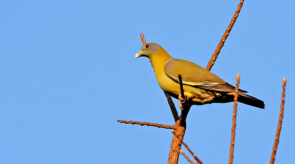 Yellow footed green pigeon