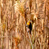 Yellow headed blackbird, female