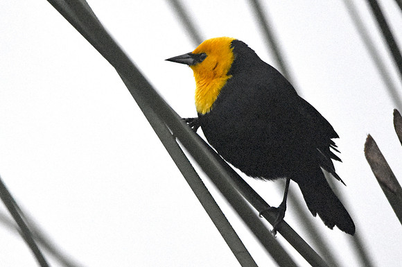 Yellow hooded blackbird