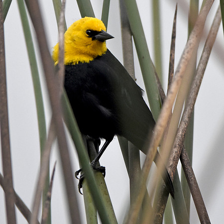 Yellow hooded blackbird