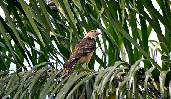 Yellow headed caracara