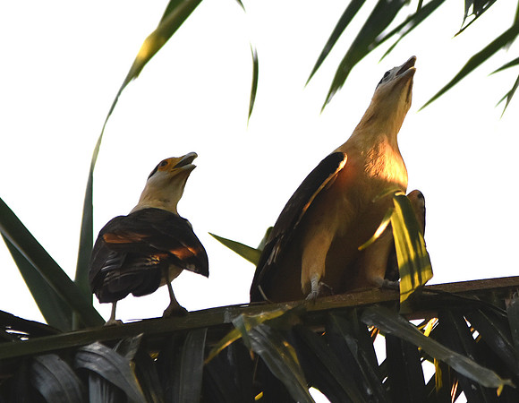 Yellow headed caracara
