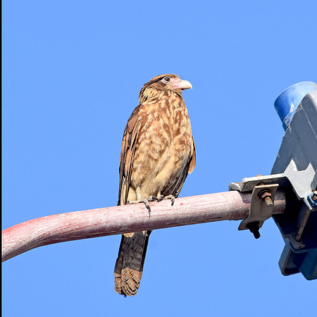Yellow headed caracara, female