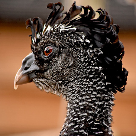 Bare faced curassow, female