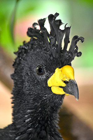 Yellow knobbed curassow, male