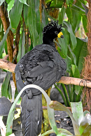 Yellow knobbed curassow, male