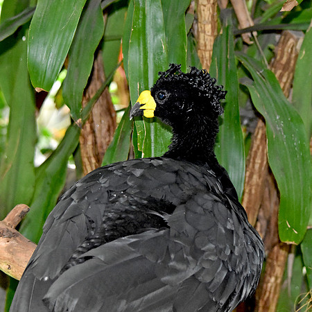 Yellow knobbed curassow, male