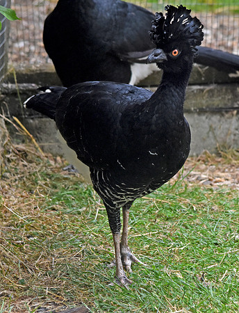 Yellow knobbed curassow, female