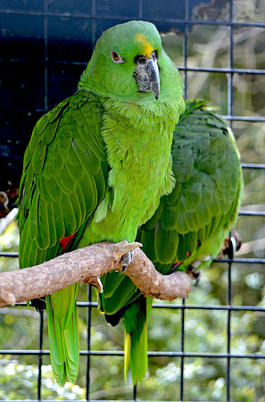 Yellow naped amazon parrot